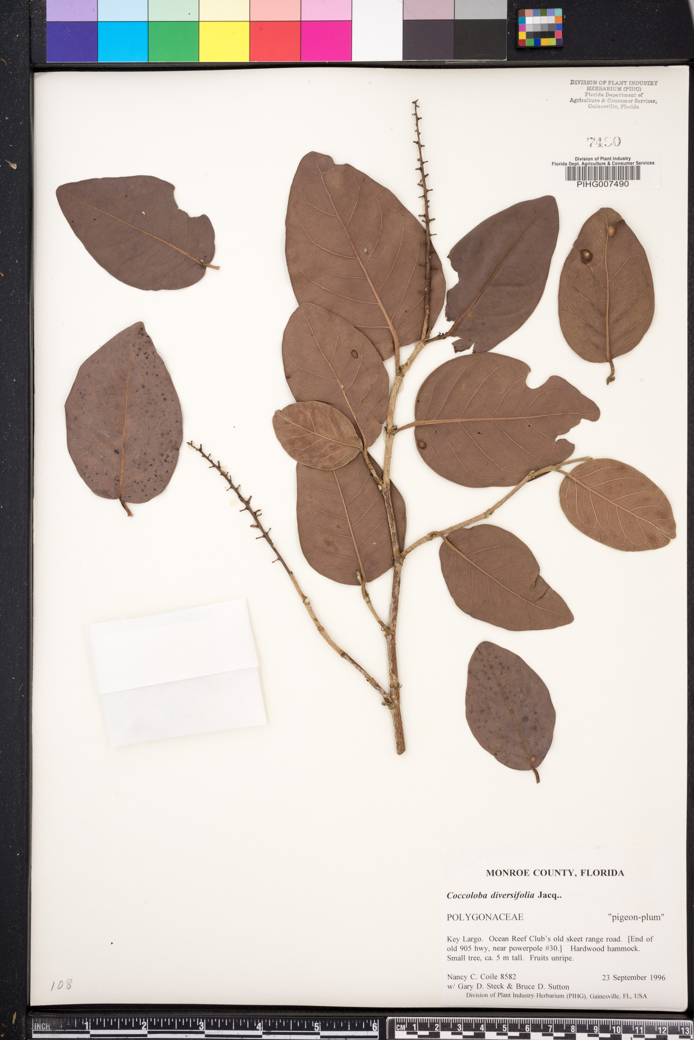 Coccoloba diversifolia image