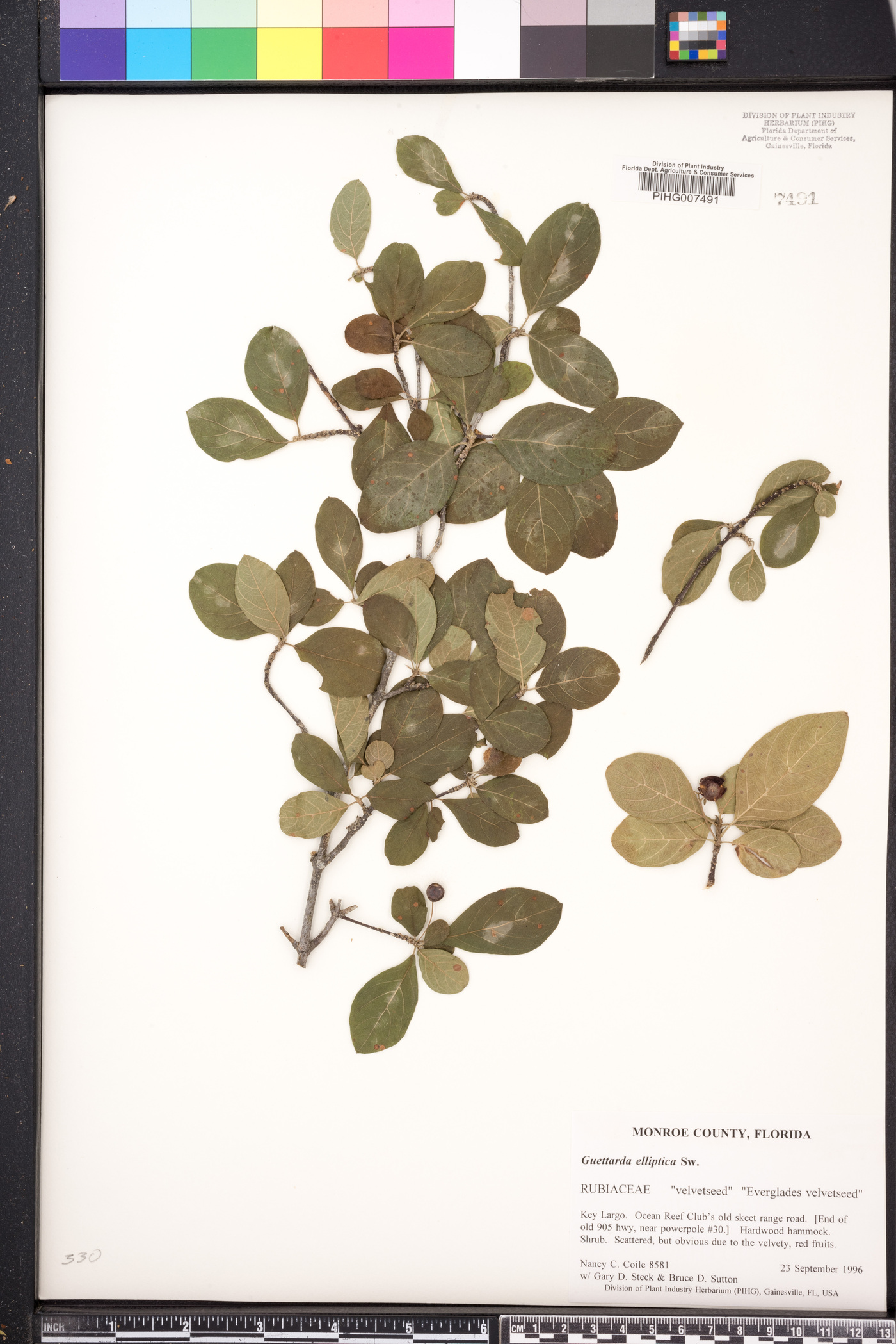 Guettarda elliptica image