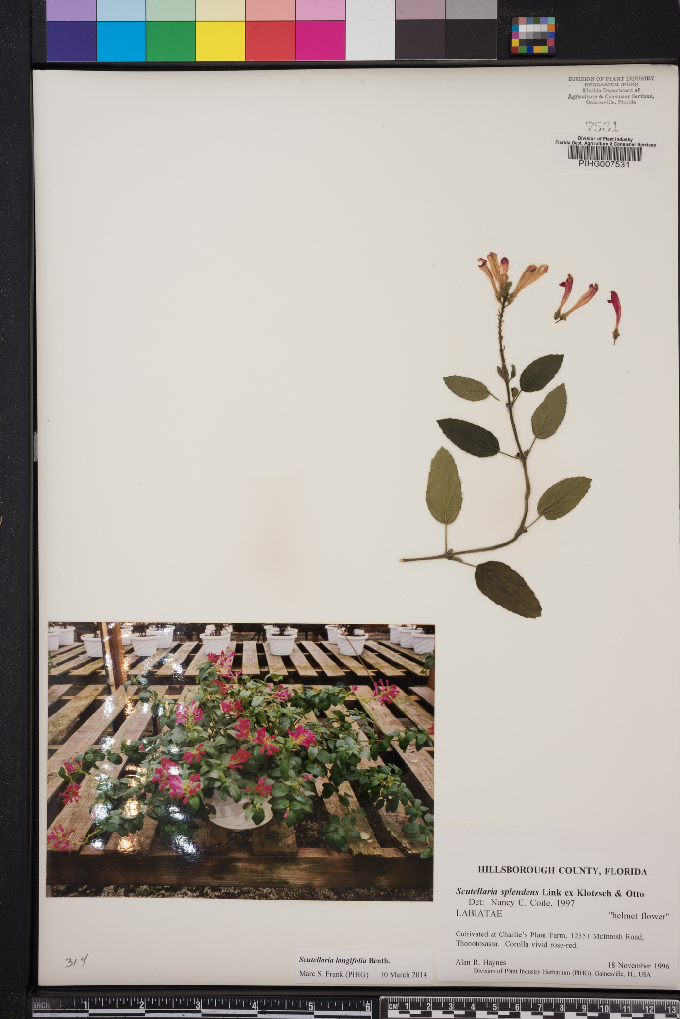 Scutellaria splendens image