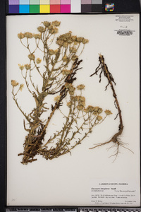 Chrysopsis lanuginosa image