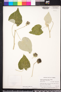 Abutilon theophrasti image