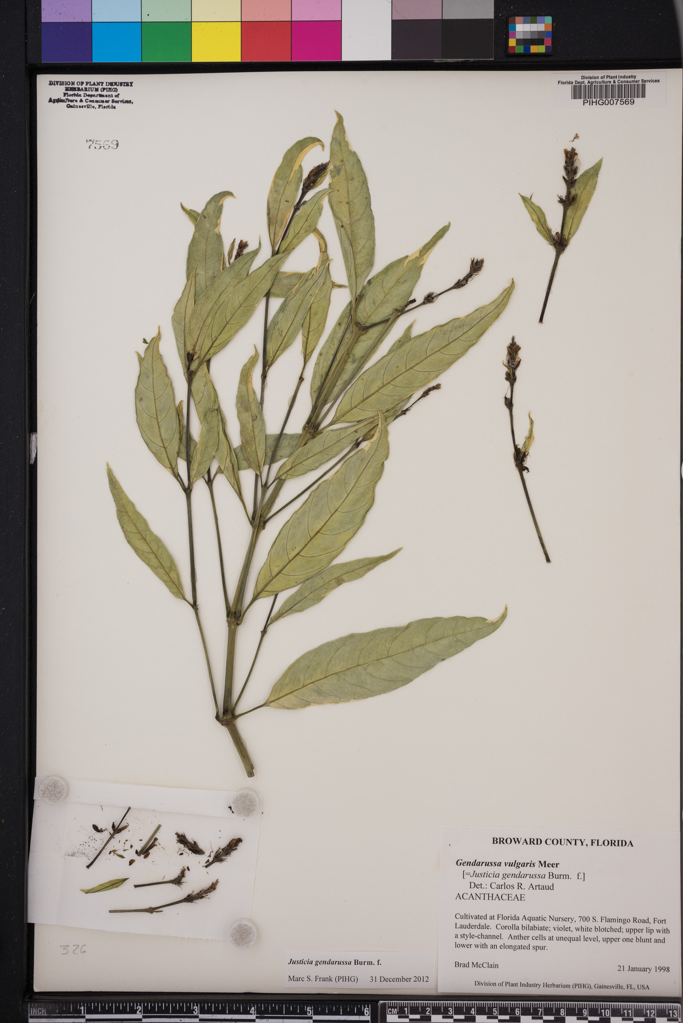 Justicia gendarussa image
