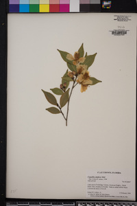 Camellia oleifera image