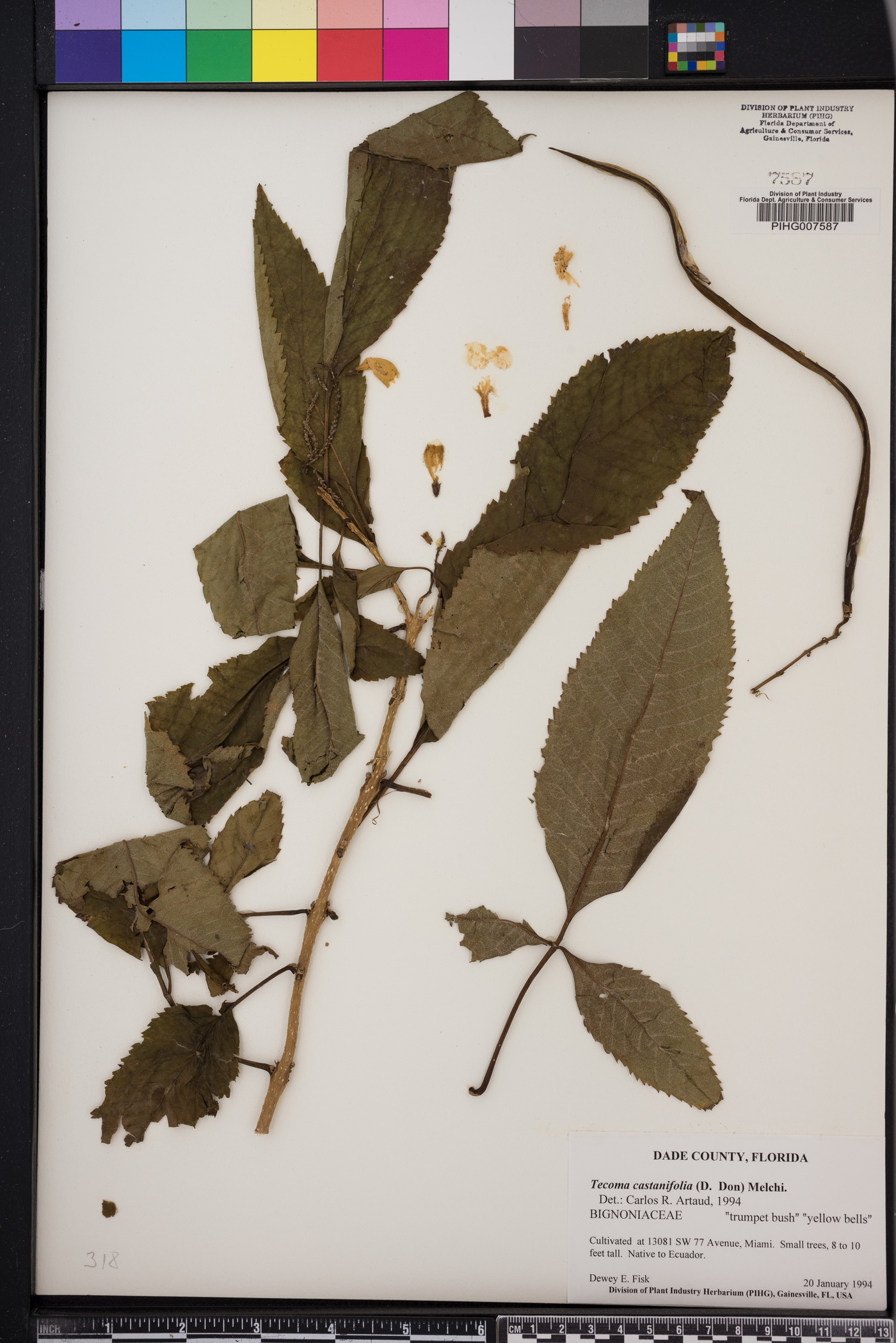 Tecoma castanifolia image