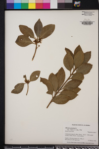 Illicium anisatum image