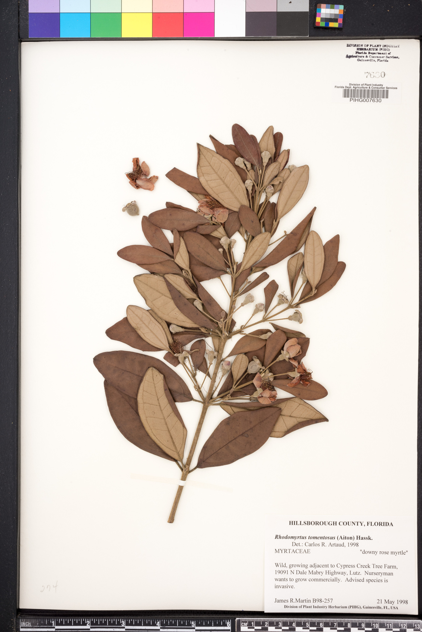 Rhodomyrtus tomentosus image