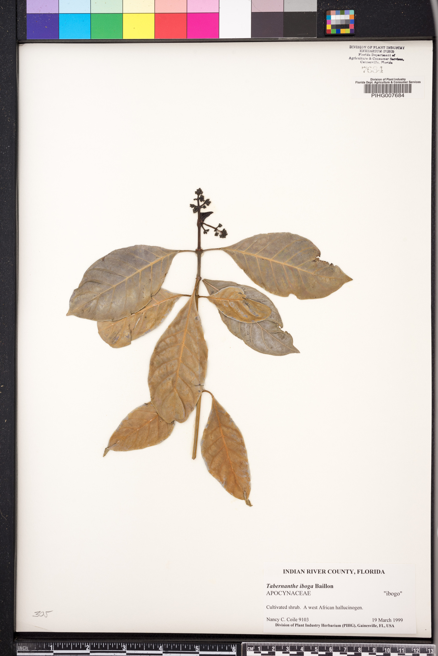 Rauvolfioideae image