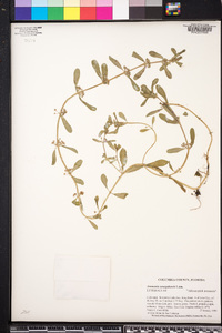 Ammannia senegalensis image