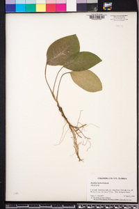 Image of Anubias barteri