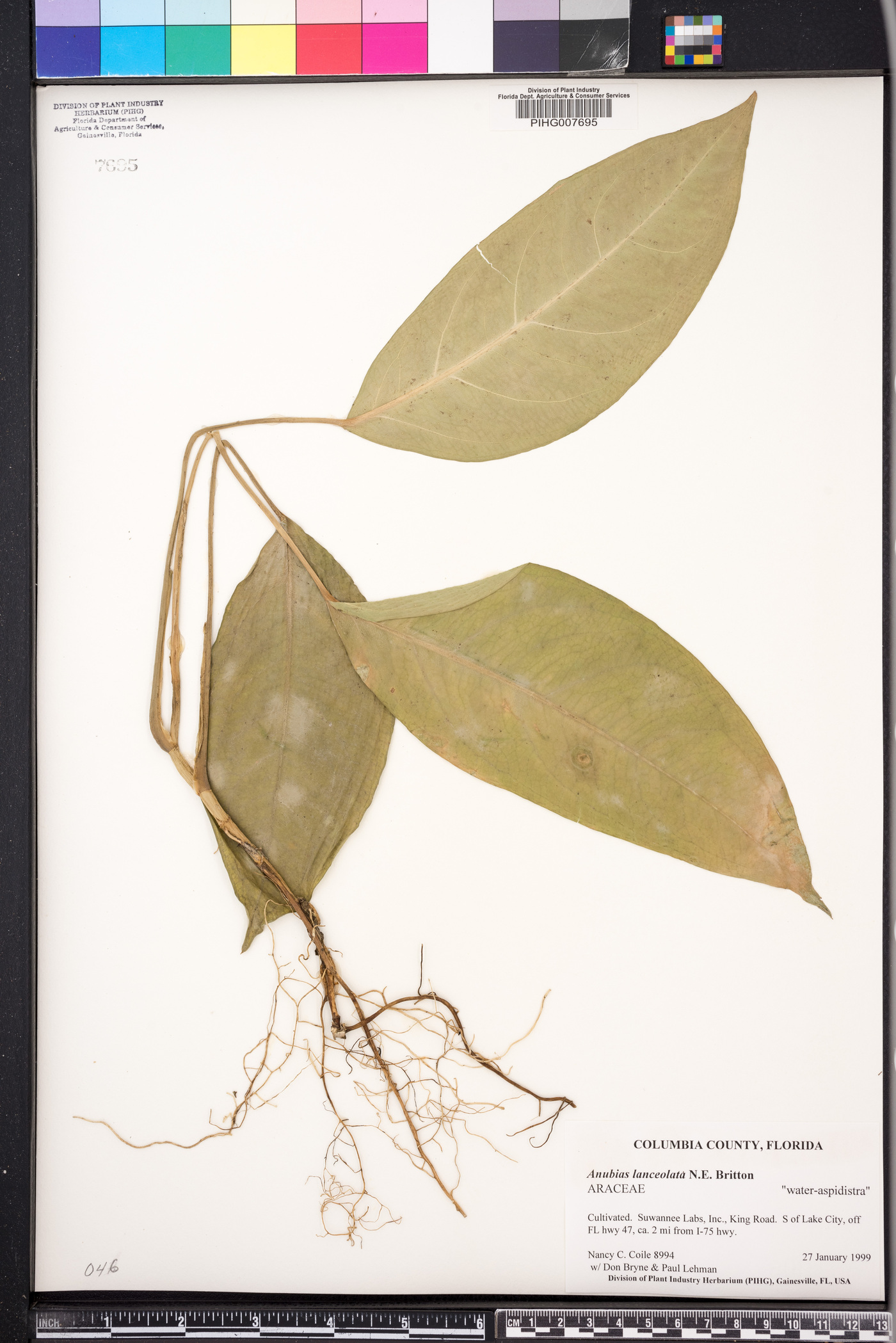 Anubias barteri var. glabra image