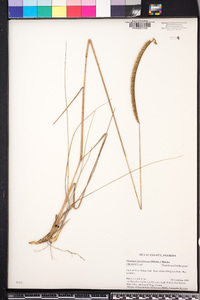 Ctenium floridanum image