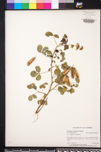 Crotalaria trichotoma image