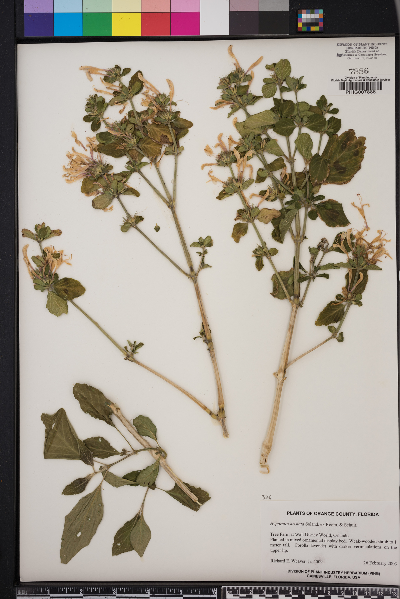 Hypoestes image
