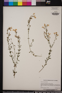 Image of Jamesbrittenia macrantha