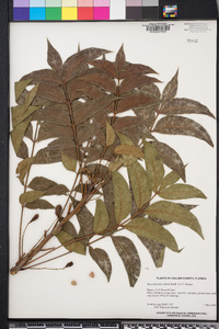 Harpephyllum caffrum image