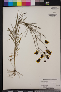 Coreopsis tinctoria image