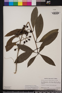 Osmanthus americanus image