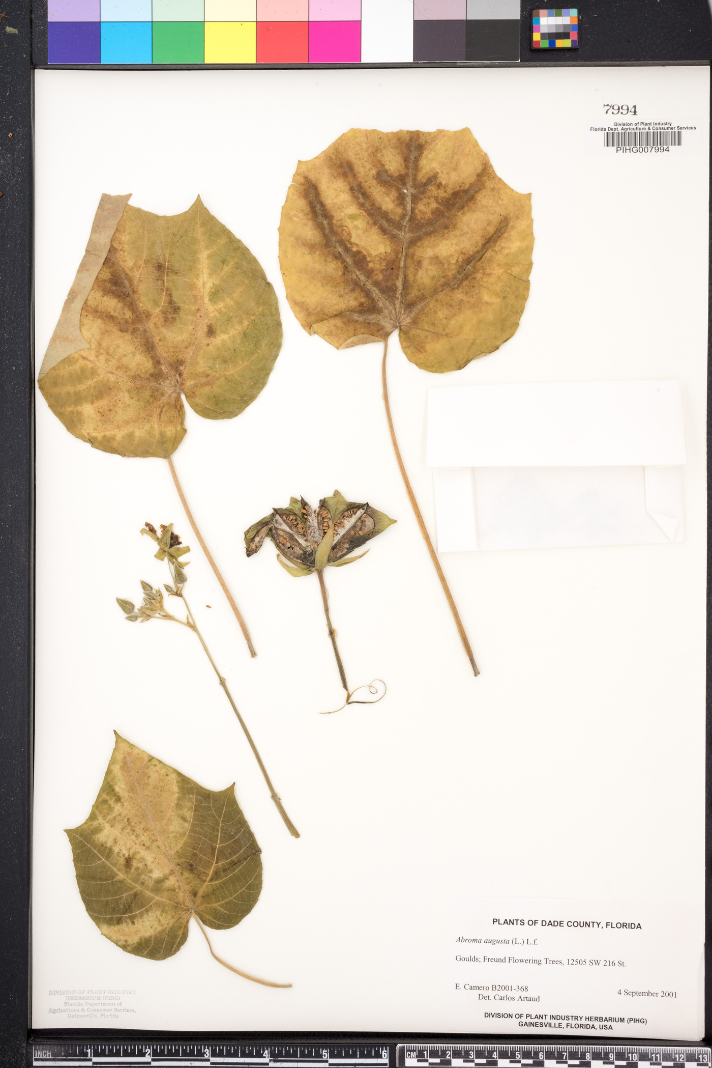 Abroma augusta image