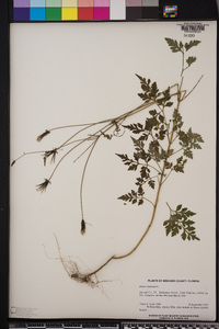 Bidens bipinnata image