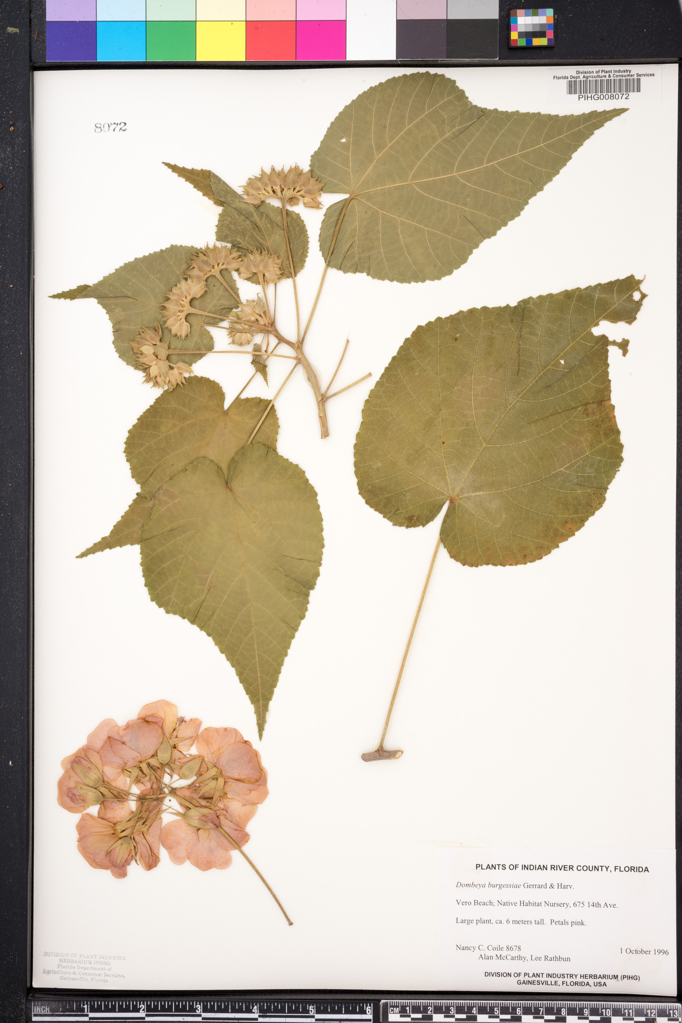 Dombeya burgessiae image