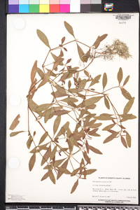 Alternanthera sessilis image