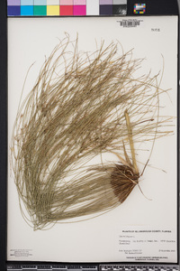 Cyperus papyrus image