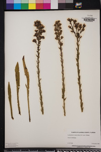 Trilisa paniculata image