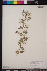 Indigofera spicata image