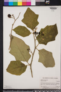 Solanum torvum image