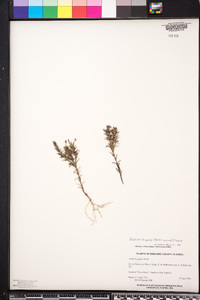 Gratiola hispida image