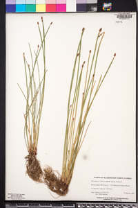 Eleocharis montana image