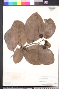 Antidesma dallachyanum image
