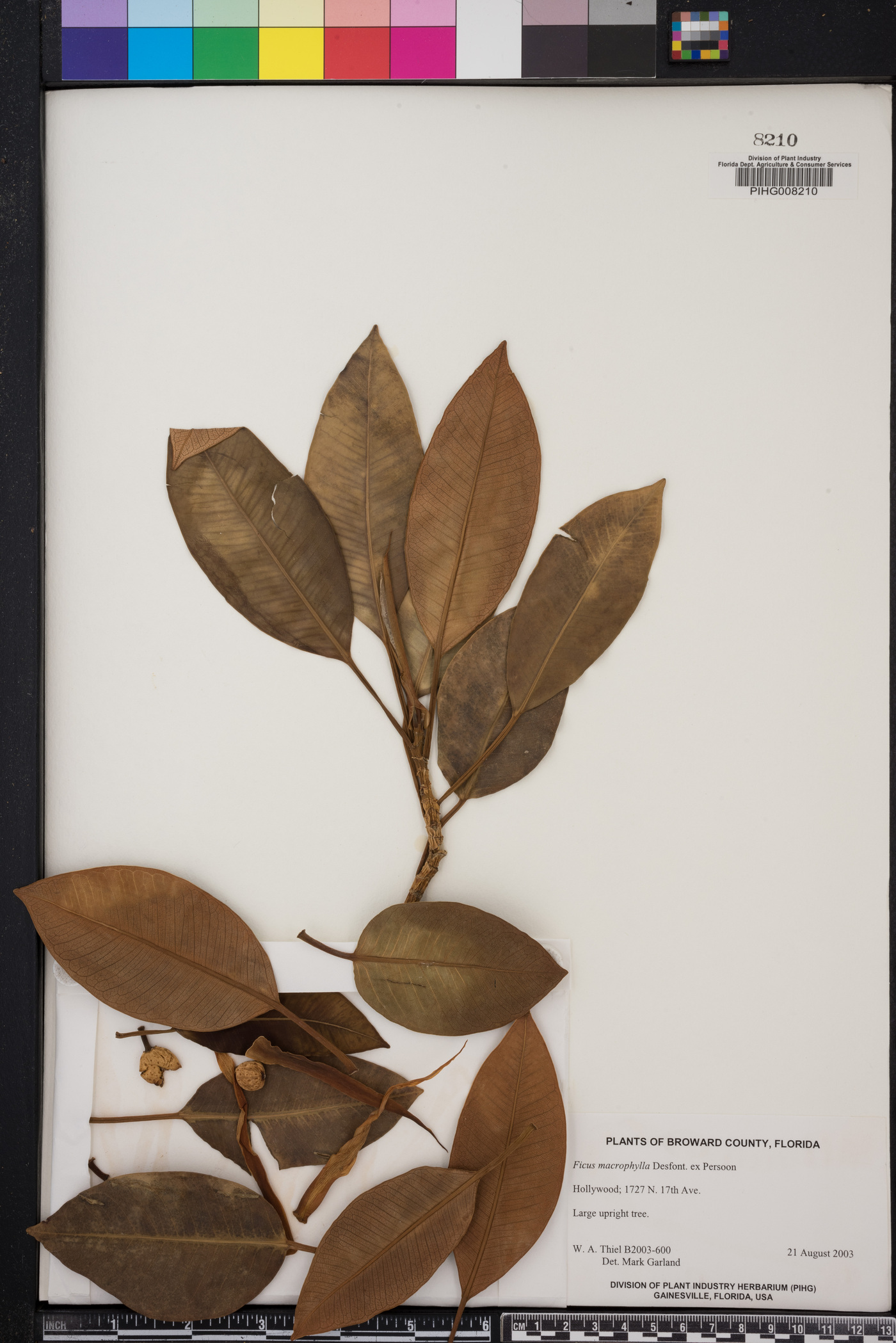 Ficus macrophylla image