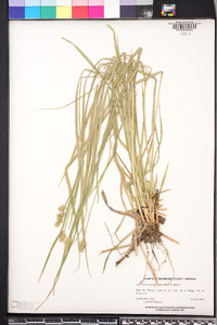 Carex laevivaginata image