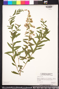 Solidago chapmanii image