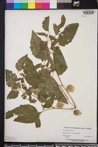 Physalis longifolia image