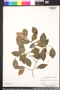 Calyptranthes zuzygium image