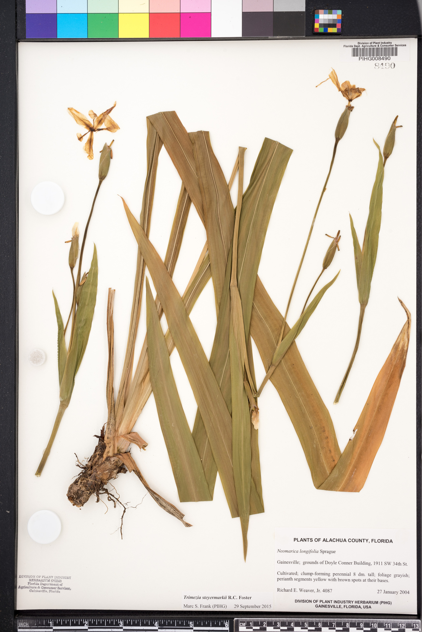Trimezia steyermarkii image