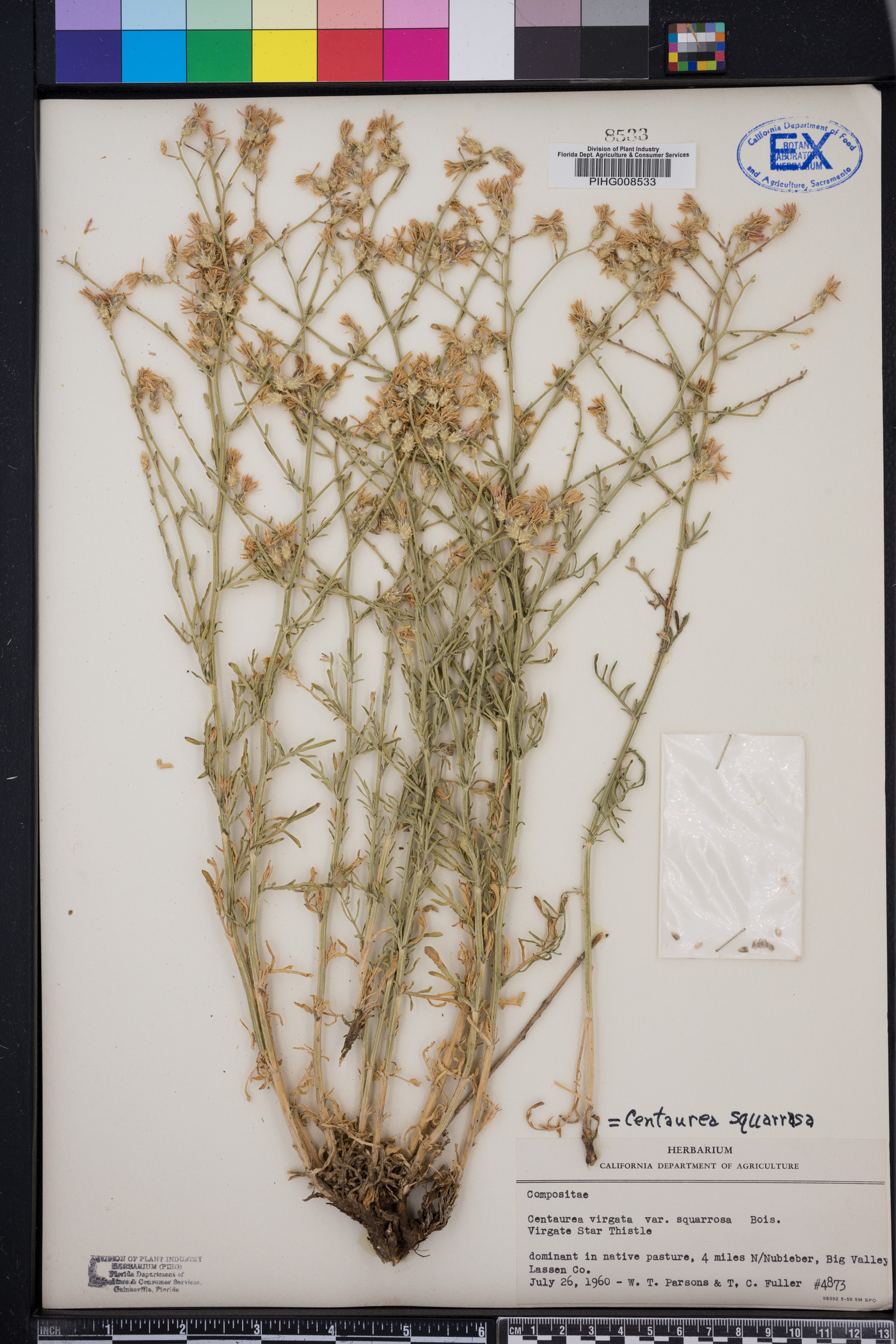 Centaurea squarrosa image