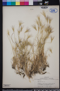 Aegilops geniculata image