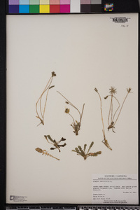 Crepis bursifolia image