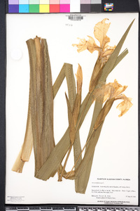 Iris pseudacorus image