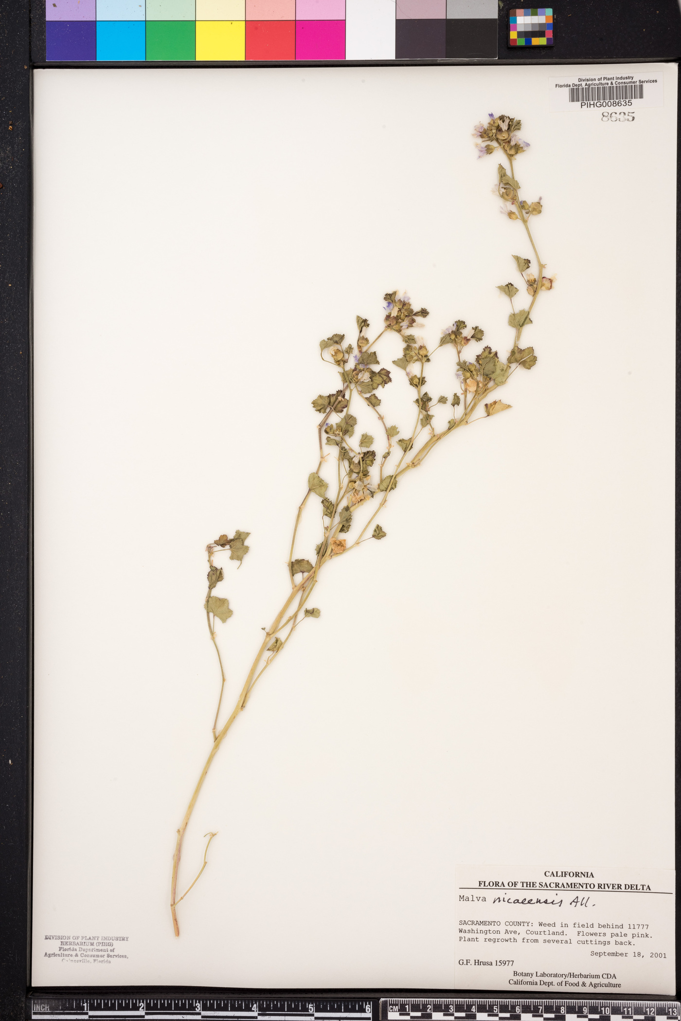 Malva nicaeensis image