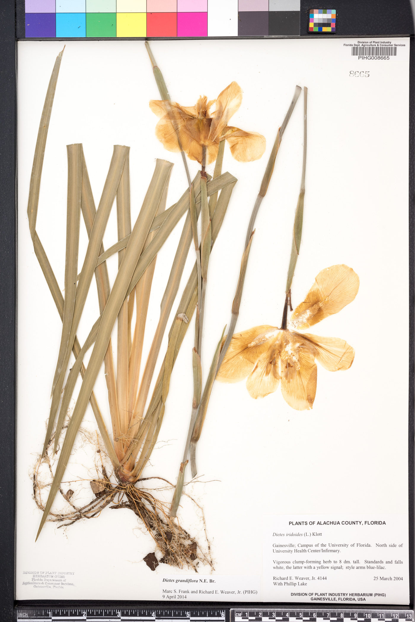Dietes iridioides image