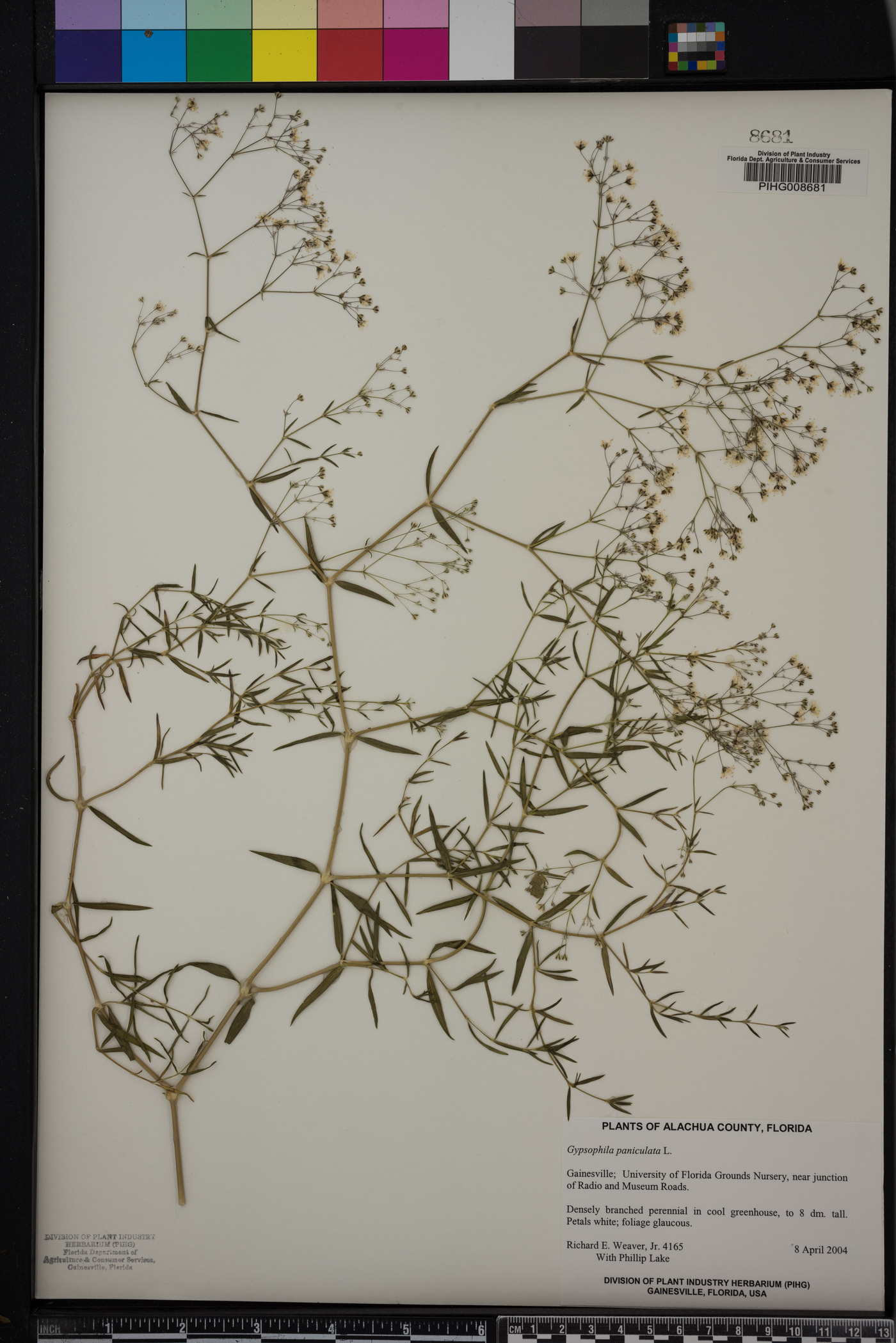 Gypsophila paniculata image