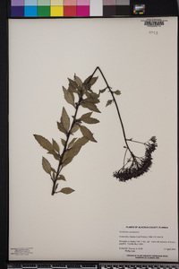 Trachelium caeruleum image