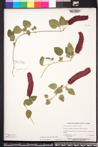 Acalypha pendula image
