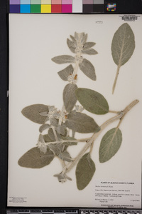 Stachys byzantina image