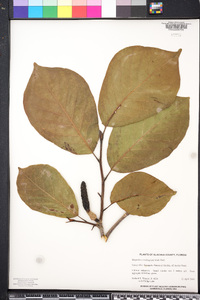 Magnolia x soulangeana image