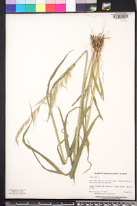 Avena sativa image